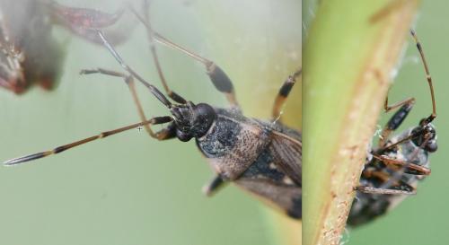 Beosus maritimus